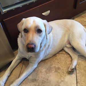 Meet your Posher, Frank